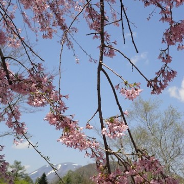 軽井沢の桜