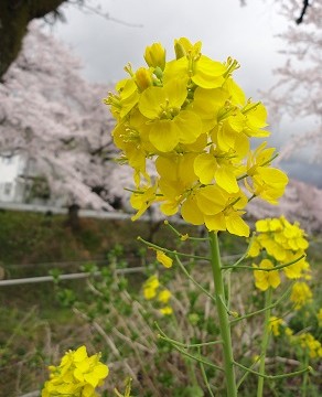 菜の花